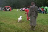 SWE_CLUBSHOW_PuppyClass_ST_Queen_Guinevere_a