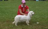 SWE_CLUBSHOW_PuppyClass_ST_Queen_Guinevere_d