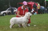 SWE_CLUBSHOW_PuppyClass_ST_Queen_Guinevere_g