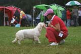 SWE_CLUBSHOW_PuppyClass_ST_Queen_Guinevere_h