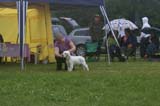 SWE_CLUBSHOW_PuppyClass_ST_Queen_Guinevere_n