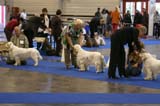 ClubShow_OpenClass_Dogs_b