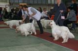 FINSpanielClubSpeciality2009_Before_BestDogRing_Mambo_Sony_Tage