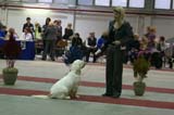 FINSpanielClubSpeciality2009_BitchPuppies_Hilla
