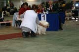 FINSpanielClubSpeciality2009_OpenDog_Sony_d