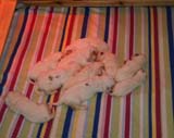 pups_2weeks_old_a