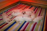 pups_2weeks_old_e