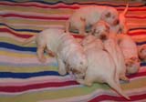 pups_2weeks_old_t