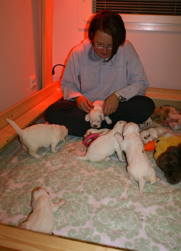 pups_3weeks_old_a