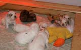 pups_3weeks_old_e