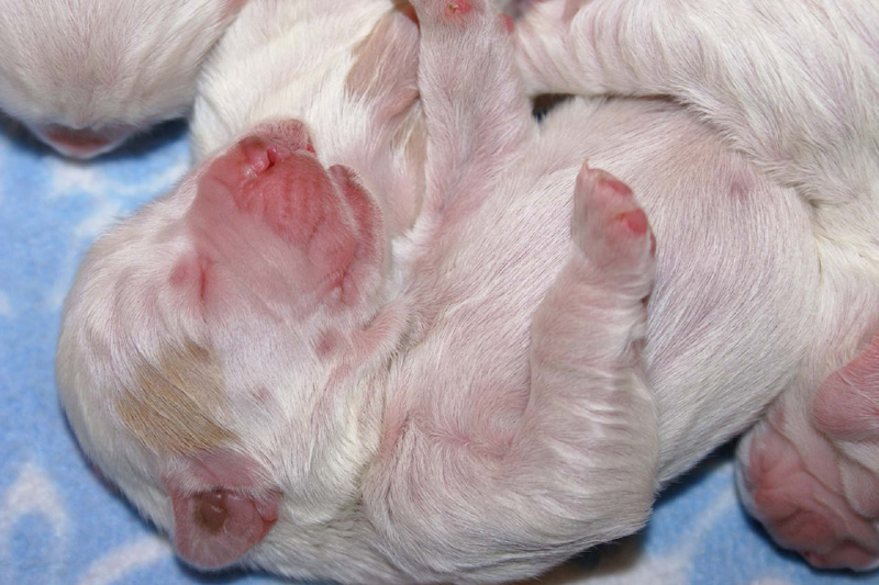 Pups_5days_old_e