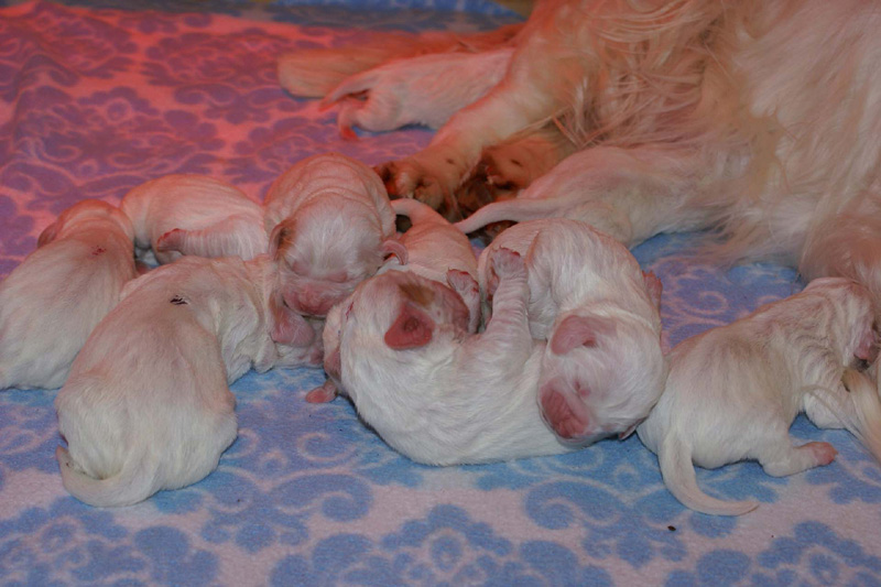 Pups_5days_old_f