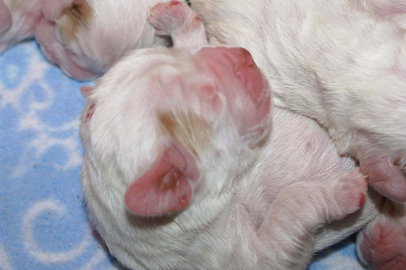 Pups_5days_old_h