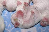 Pups_5days_old_a
