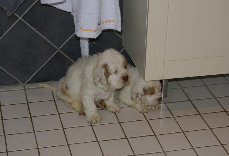 a_pups_bathing_nearly_6weeks_old_m