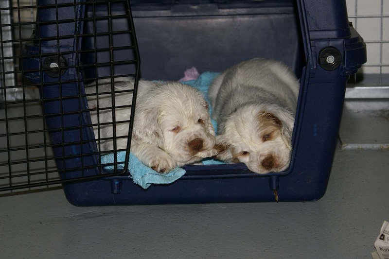 a_pups_nearly_6weeks_old_zz