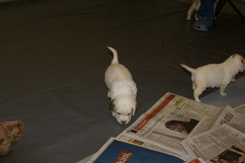 pups_almost_5weeks_old_c