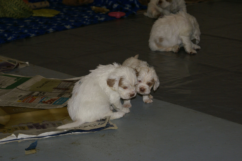 pups_almost_5weeks_old_q