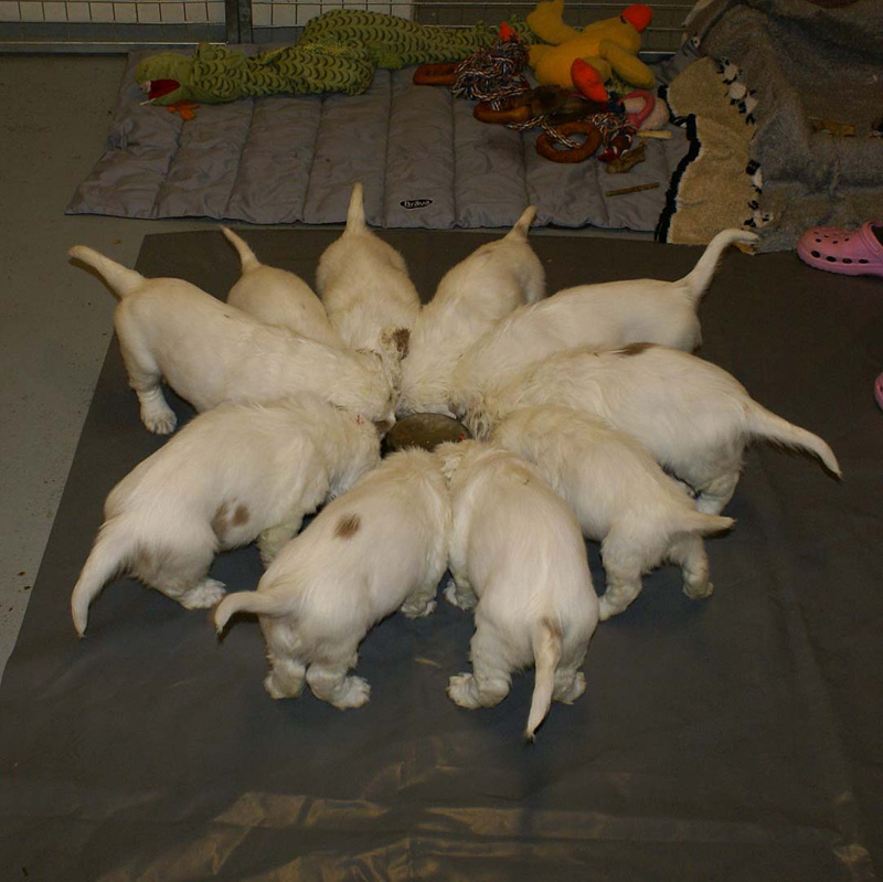 a_pups_nearly7weeks_l