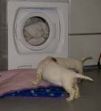 a_pups_nearly7weeks_doing_laundy
