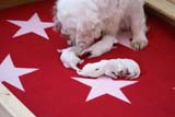 Cotton_Litter_pups_1day_i