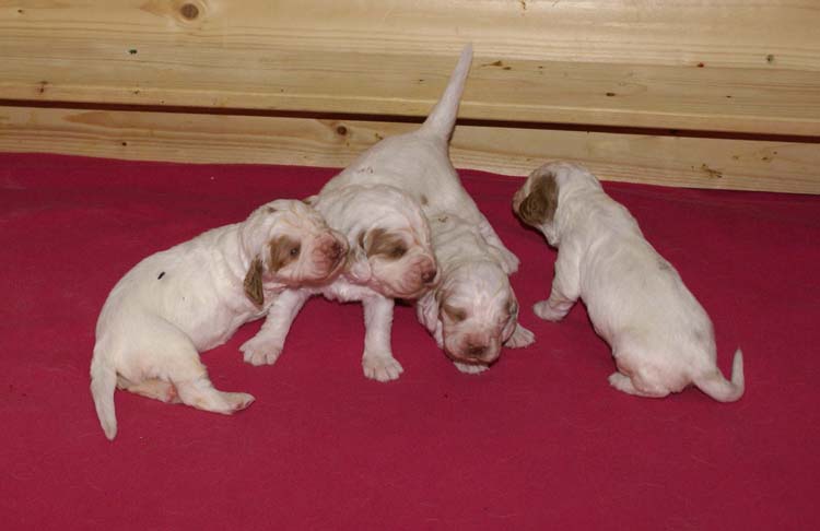 a_Cotton_Rocky_pups_2weeks_c