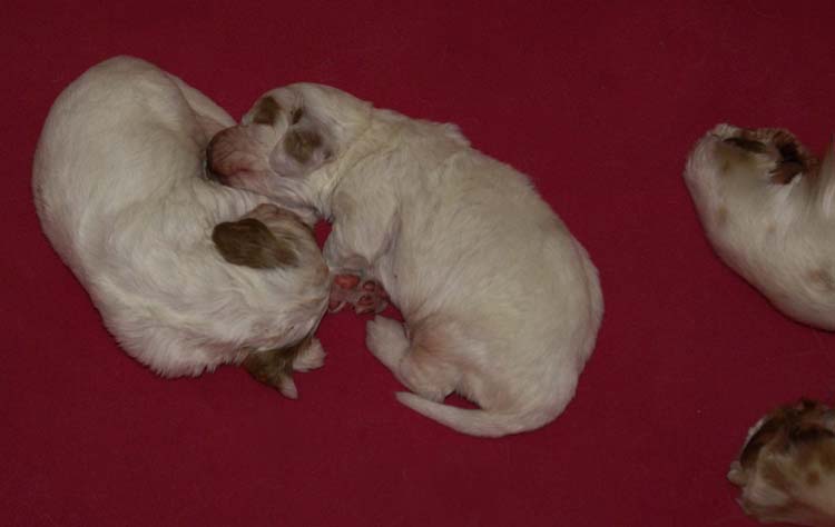a_Cotton_Rocky_pups_2weeks_r