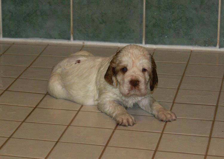 Cotton_Rocky_pups_5weeks_bathing_a