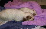 Cotton_Rocky_pups_5weeks_bathing_d