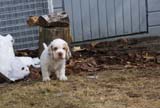 a_Cotton_Rocky_pups_6weeks_f