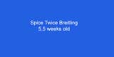 ST_Breitling_5,5weeks