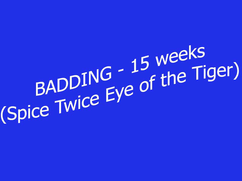 x_Badding_15weeks