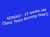 x_Kerkko_15weeks