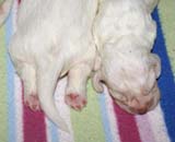 a_SaraTage_pups_11days_check_these_legs