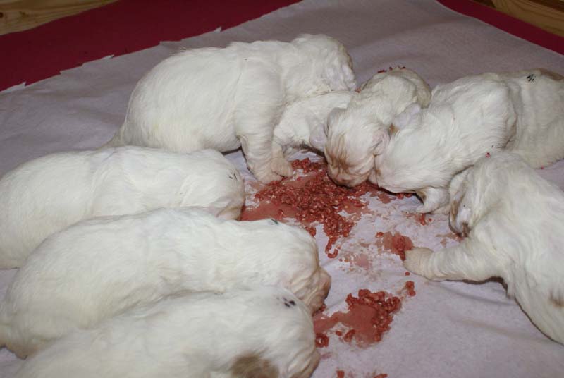 Sara_Tage_pups_2weeks_old_eating_minced_meat_e