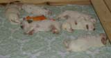 a_Windy_Fraser_puppies_17days_old_d