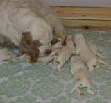 a_Windy_Fraser_puppies_17days_old_h