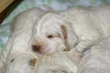 a_Windy_Fraser_puppies_17days_old_i