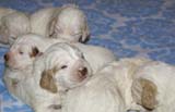 a_Windy_Fraser_puppies_19days_old_a
