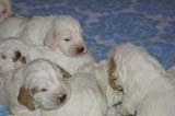 a_Windy_Fraser_puppies_19days_old_b