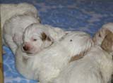 a_Windy_Fraser_puppies_19days_old_c