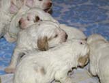 a_Windy_Fraser_puppies_19days_old_f
