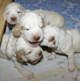 a_Windy_Fraser_puppies_19days_old_g