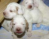 a_Windy_Fraser_puppies_19days_old_h