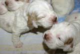 a_Windy_Fraser_puppies_19days_old_i