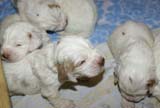 a_Windy_Fraser_puppies_19days_old_j