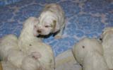 a_Windy_Fraser_puppies_19days_old_k