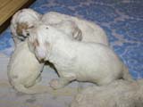 a_Windy_Fraser_puppies_19days_old_l