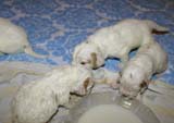 a_Windy_Fraser_puppies_19days_old_m