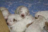 a_Windy_Fraser_puppies_19days_old_n